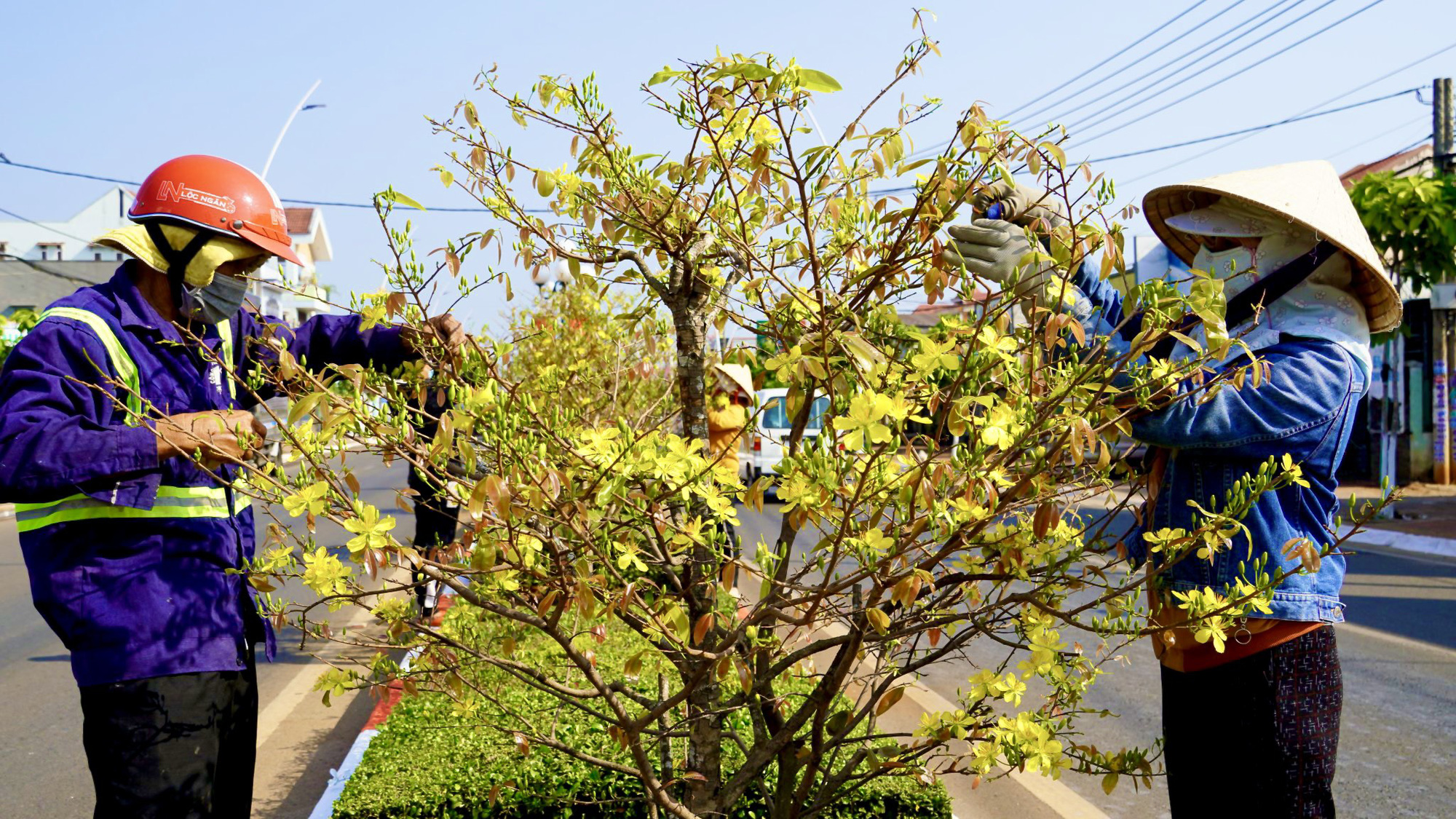 Độc đáo 900 cây mai làm giải phân cách trên quốc lộ 56 - Ảnh 3.