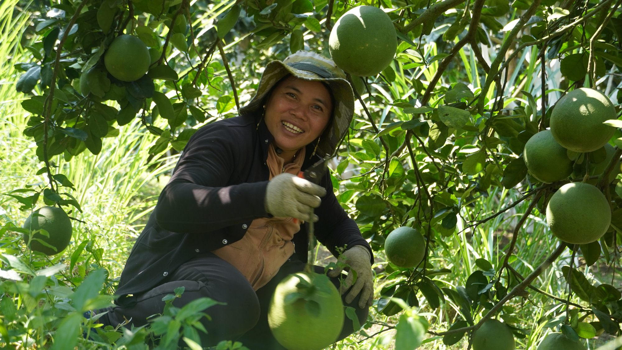 Trúng vụ bưởi Tết, nông dân thu về tiền tỉ - Ảnh 2.