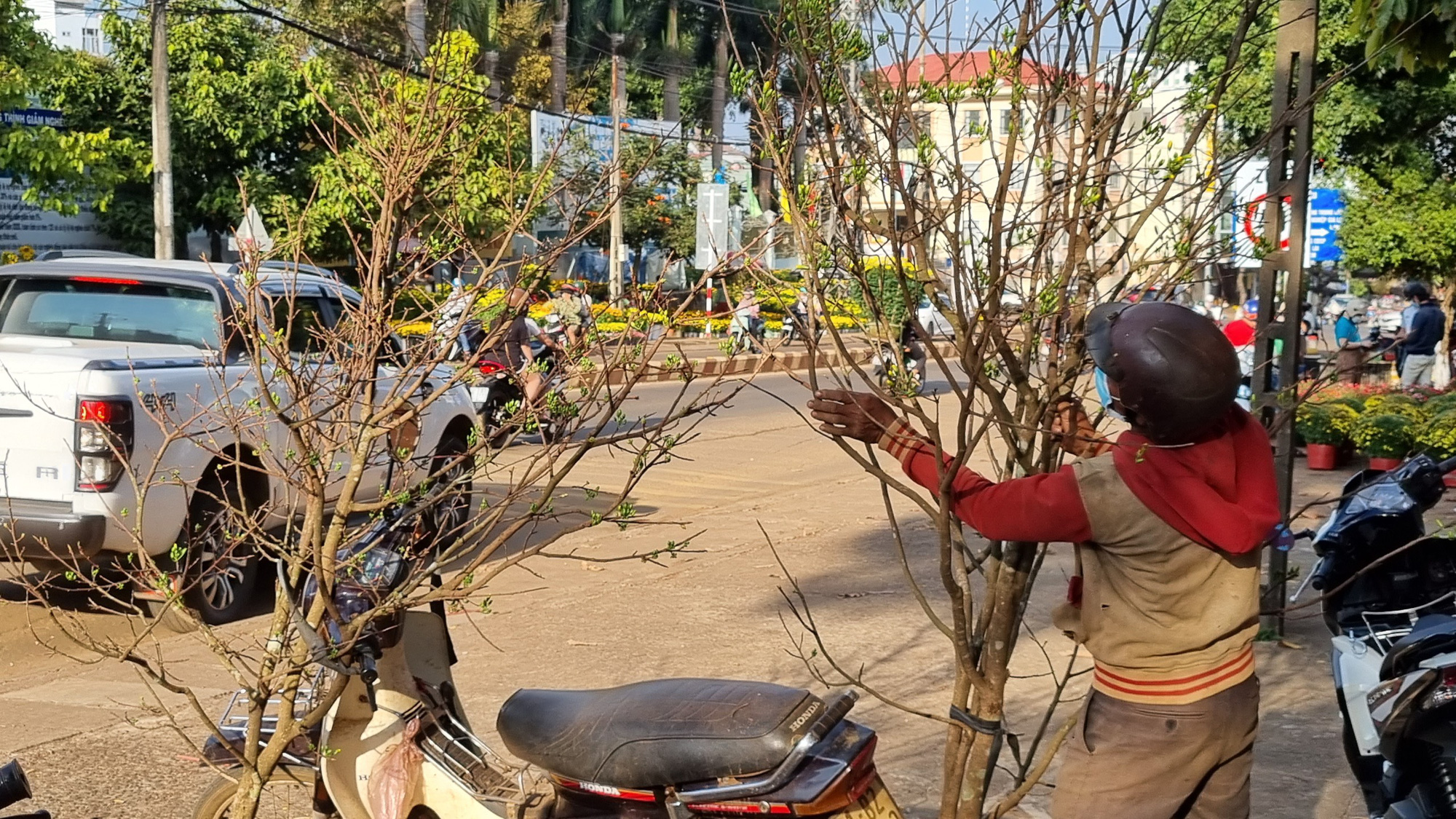 Mai rừng xuống phố - Ảnh 2.