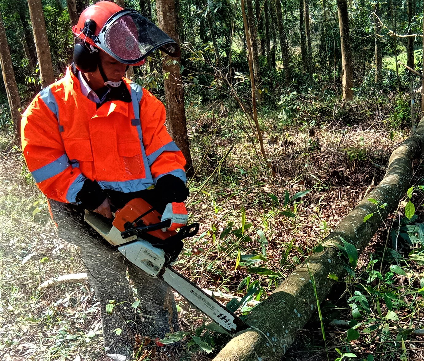 Điểm s&aacute;ng m&ocirc; h&igrave;nh trồng rừng chứng chỉ FSC ở Đồng Nai - Ảnh 3.