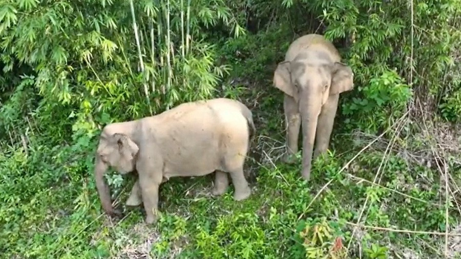 2 con voi rừng bất ngờ đến gần khu dân cư - Ảnh 1.