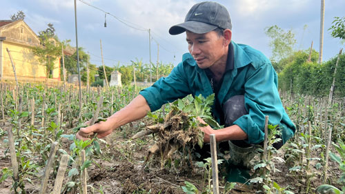 Nước mắt làng hoa