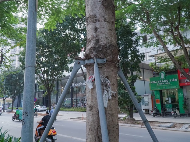 Rà soát toàn thành phố việc bức tử, siết cổ cây xanh - Ảnh 2.