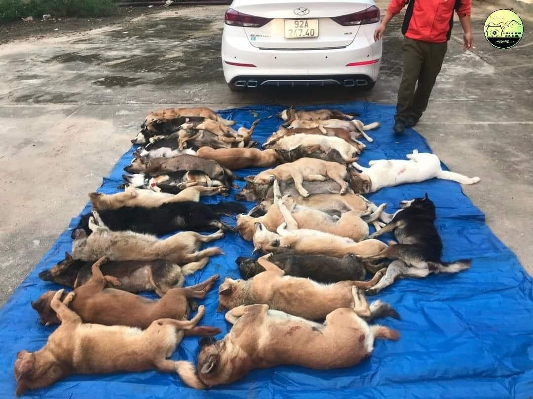 Đi xe con, trộm 38 con chó của người dân ở Quảng Nam - Ảnh 3. Đi xe con, trộm 38 con chó của người dân ở Quảng Nam - Ảnh 3.