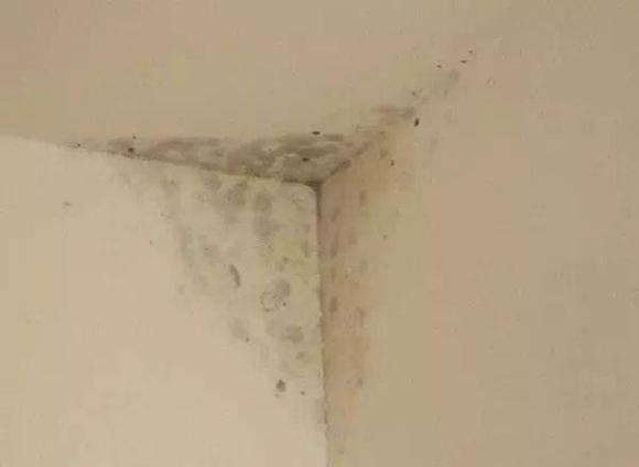 Cách loại bỏ nấm mốc dễ dàng trên tường nhà