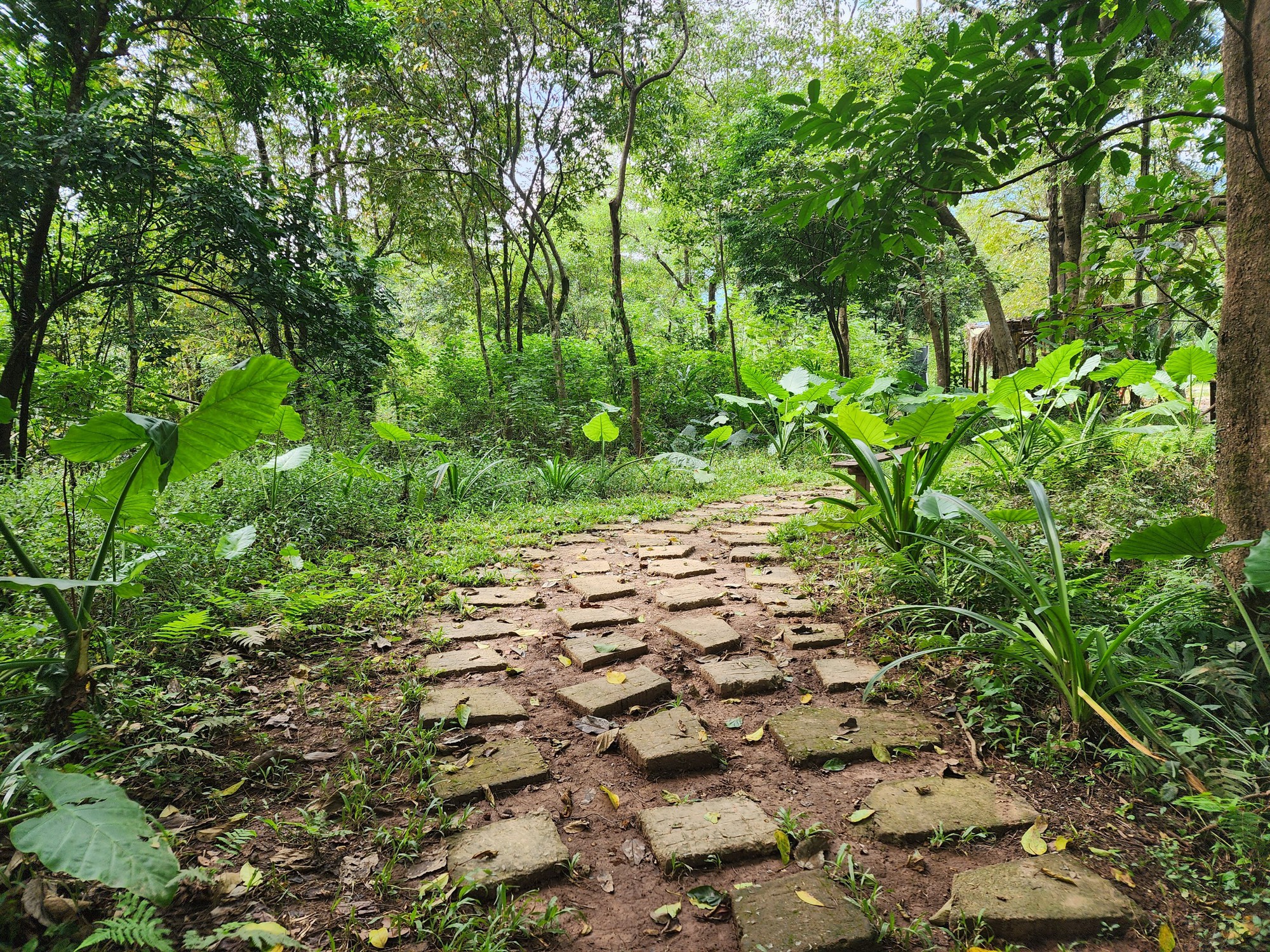 Cận cảnh thánh địa Ozo Park lấn chiếm hơn 3,6ha rừng phòng hộ Phong Nha - Kẻ Bàng - Ảnh 3.