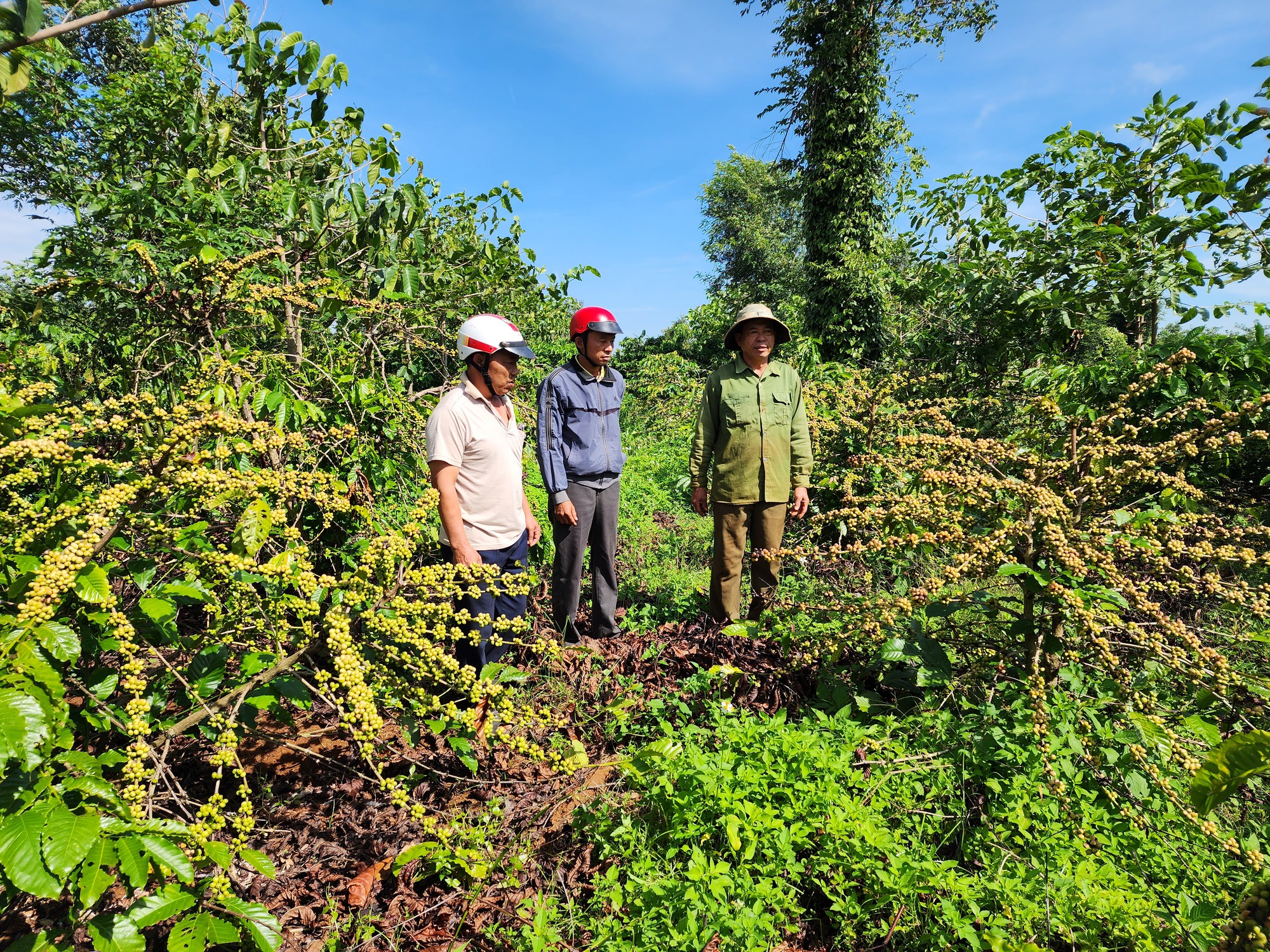 Thanh tra công ty cà phê xảy ra tranh chấp, khiếu kiện nhiều năm- Ảnh 3.