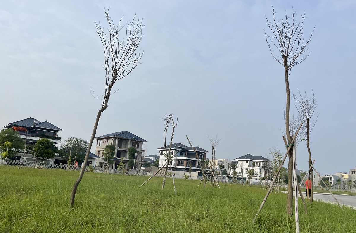 Hàng trăm cây hoa ban chết khô ở công viên 40 tỉ đồng - Ảnh 4.