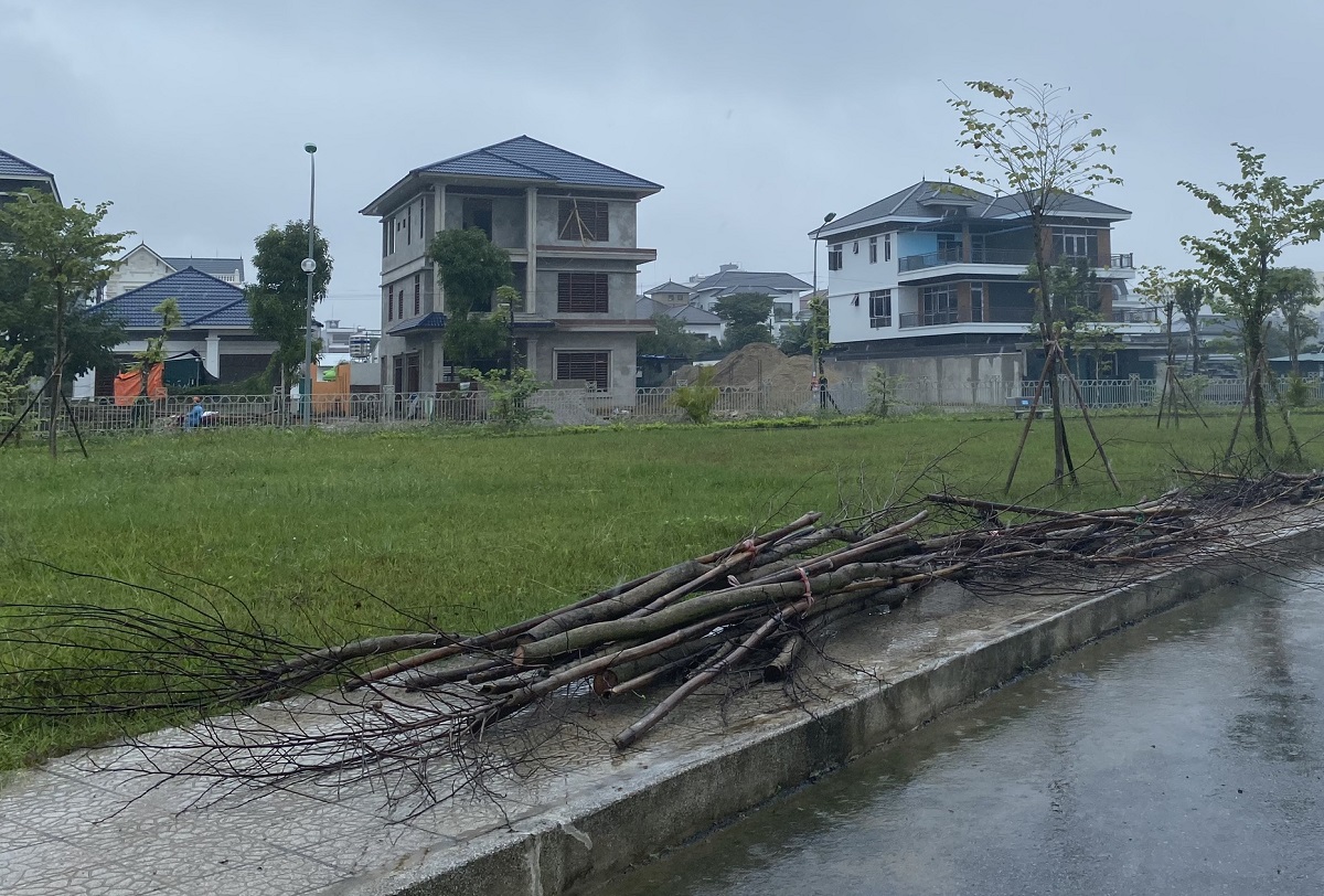 Hàng trăm cây hoa ban chết khô ở công viên 40 tỉ đồng - Ảnh 10.