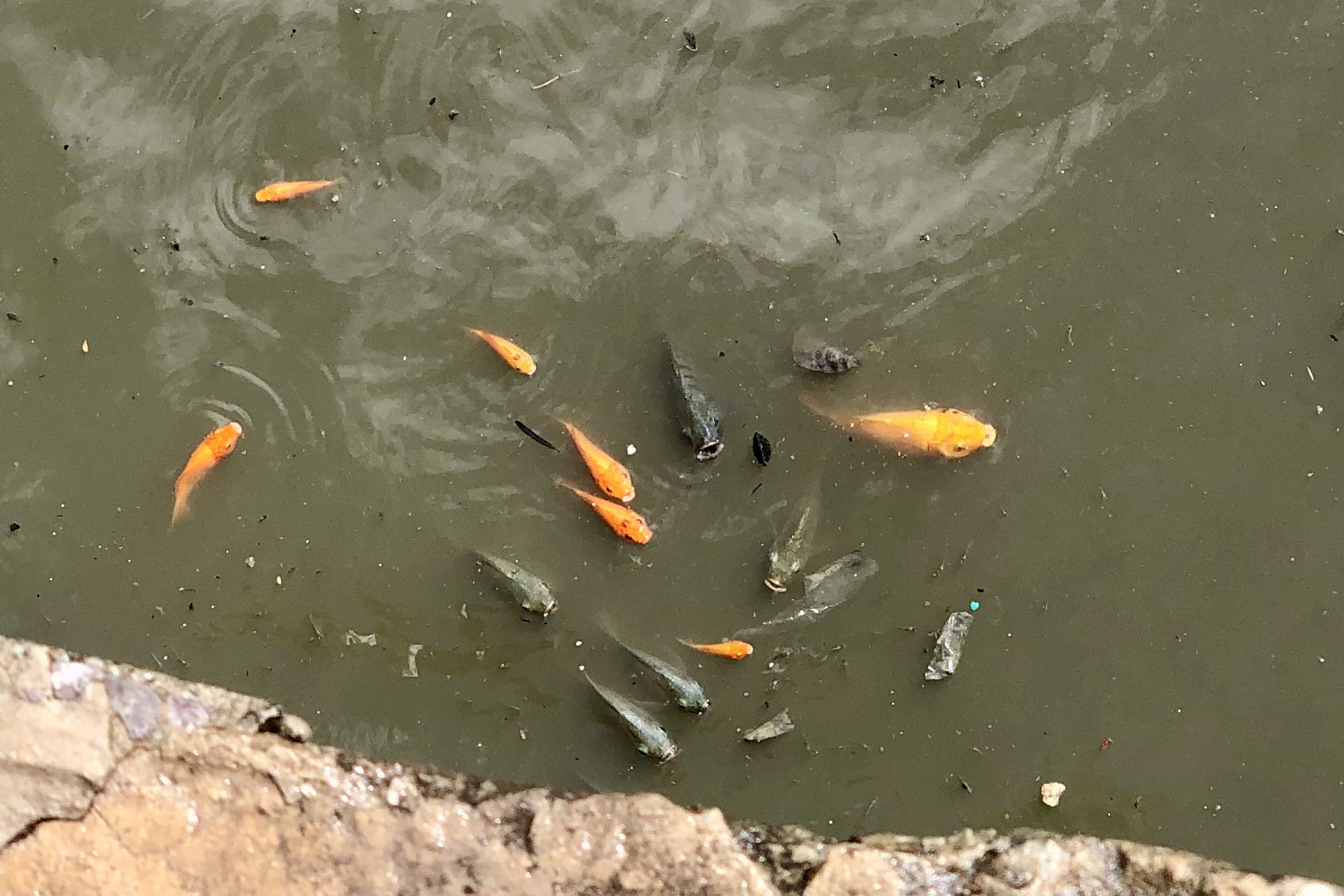 Clip: Ngang nhiên chích điện bắt cá trên kênh Nhiêu Lộc - Thị Nghè - Ảnh 7.