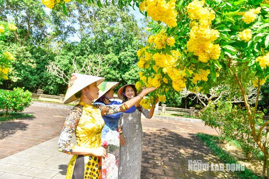 Ngất ngây với con đường hoa vàng rực ở Lam Kinh - Ảnh 9.