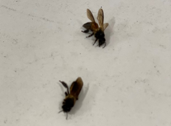 Đàn ong mật khổng lồ hàng ngàn con bất ngờ tấn công nhóm người chơi thể thao - Ảnh 2.