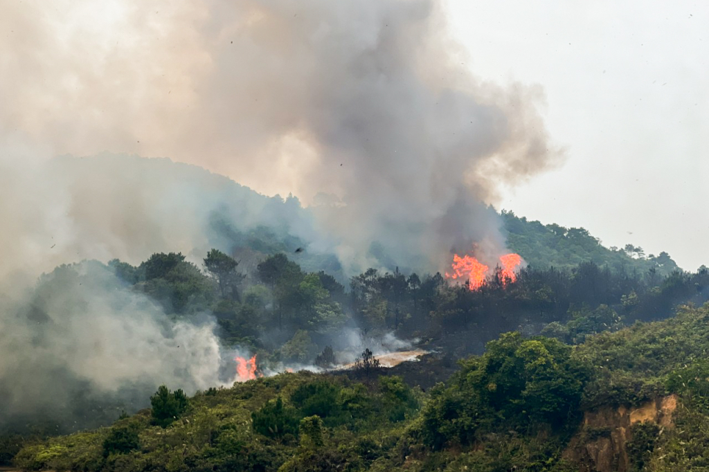 Cháy lớn gây thiệt hại nhiều héc-ta rừng ở Móng Cái - Ảnh 1.