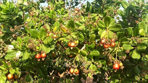 Mùa đào lộn hột - Ảnh 1. Mùa đào lộn hột - Ảnh 1.