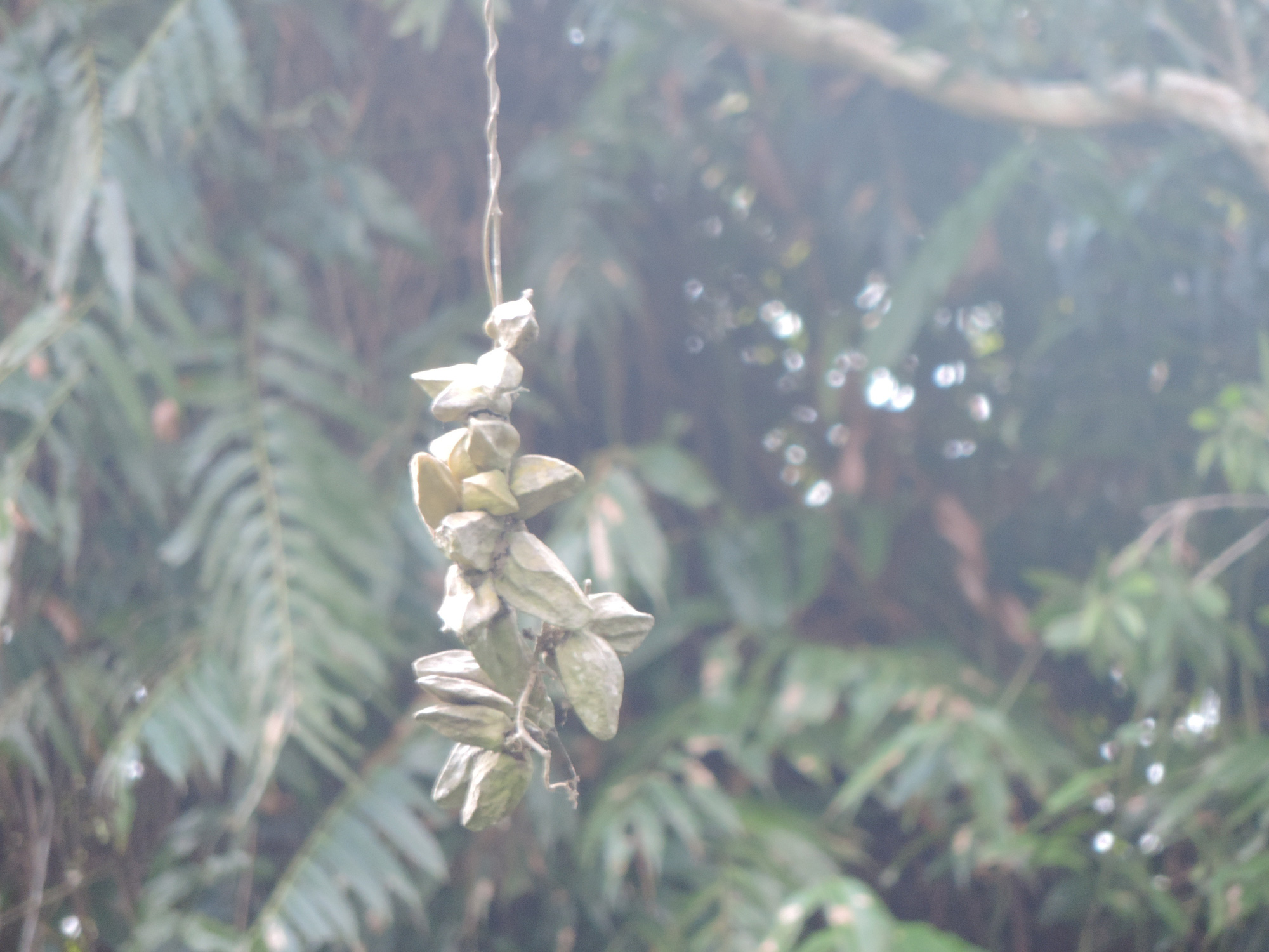 CLIP: Chiêm ngưỡng “kỳ hoa dị thảo” ở Vườn Quốc gia U Minh Hạ - Ảnh 2.