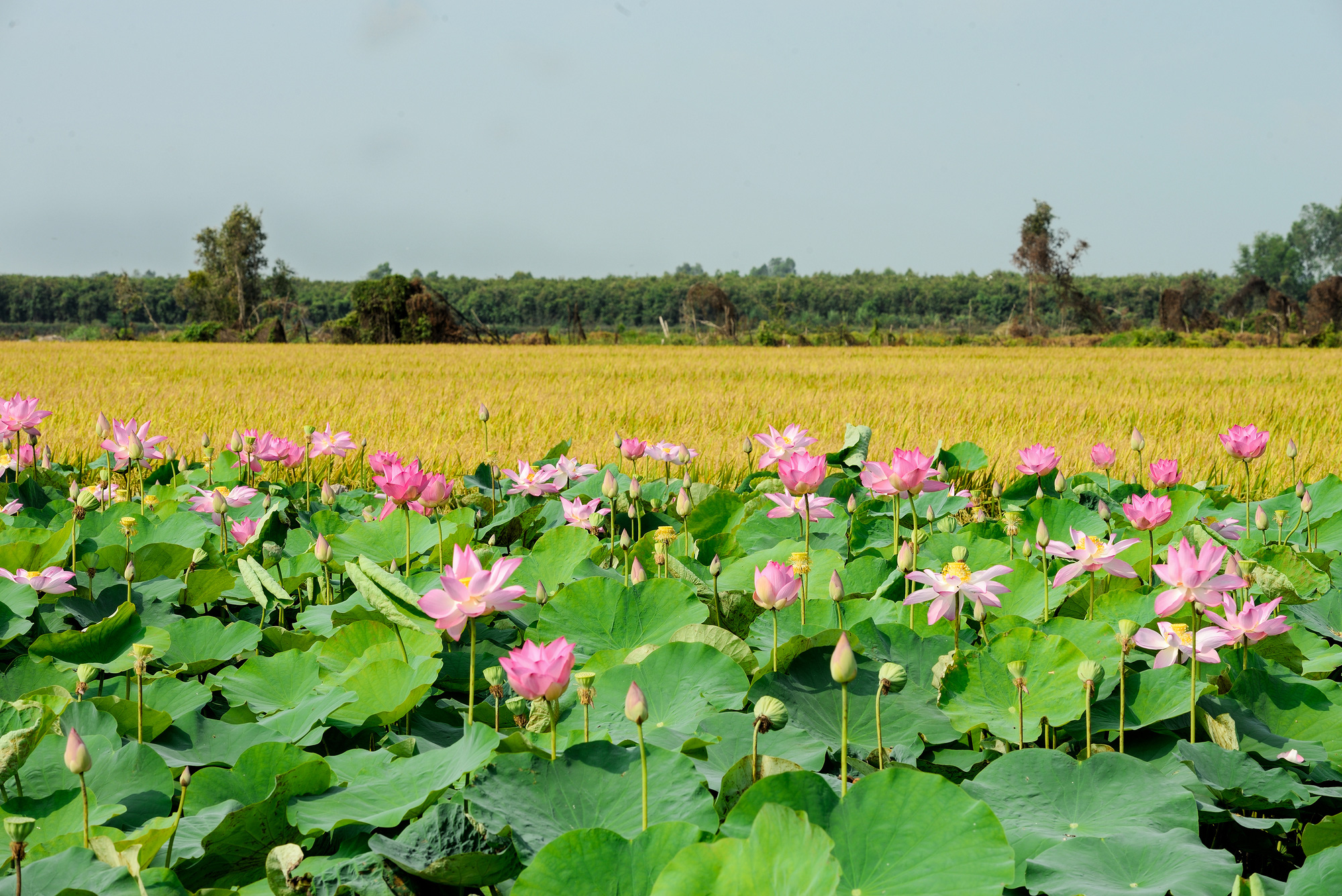 [eMagazine] - Tái cơ cấu nông nghiệp ở ĐBSCL nhìn từ Đồng Tháp: Kết hợp làm du lịch - Ảnh 8.