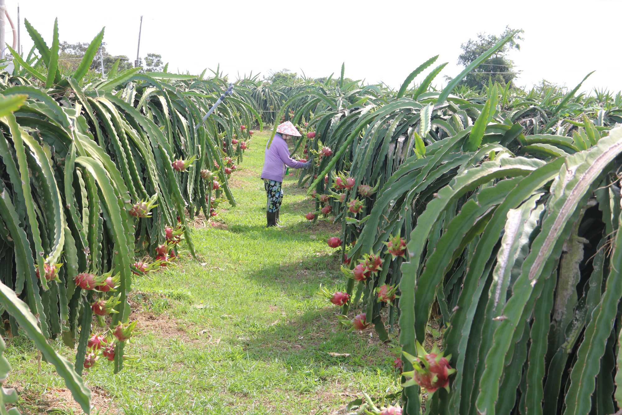 Thanh Long Nghịch Vụ - một loại rau quả mang lại may mắn và tiền tài cho những ai tin vào nó. Xem hình ảnh Thanh Long Nghịch Vụ để khám phá tất cả vẻ đẹp và ý nghĩa của cây cối này.