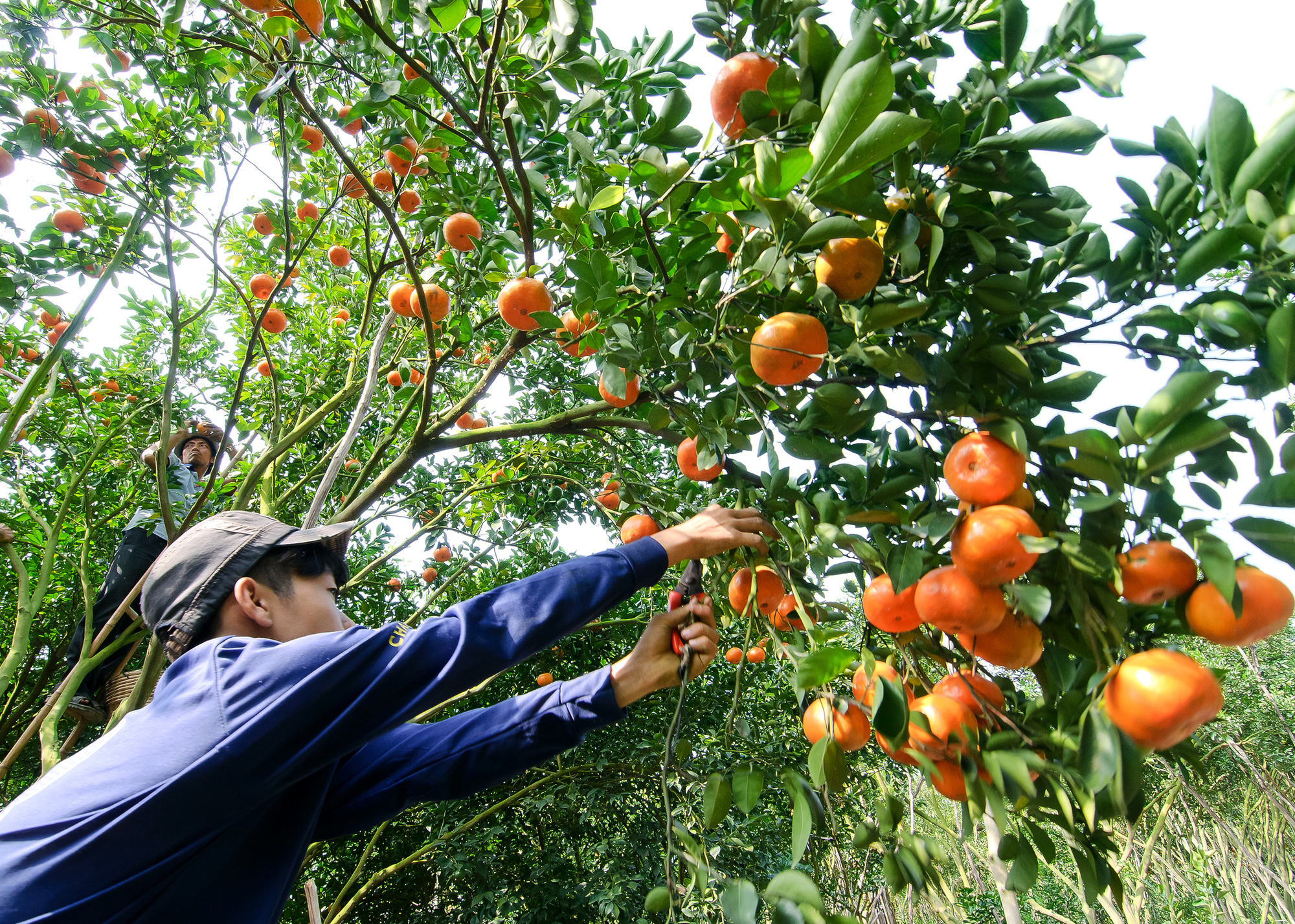 [eMagazine] Tái cơ cấu nông nghiệp ở ĐBSCL nhìn từ Đồng Tháp: Nông dân chuyển đổi tư duy sản xuất nông nghiệp - Ảnh 2.