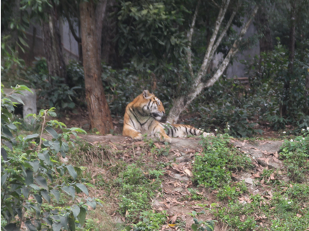 Cận cảnh nơi nuôi trên 20 con hổ lớn tại Việt Nam - Ảnh 1.