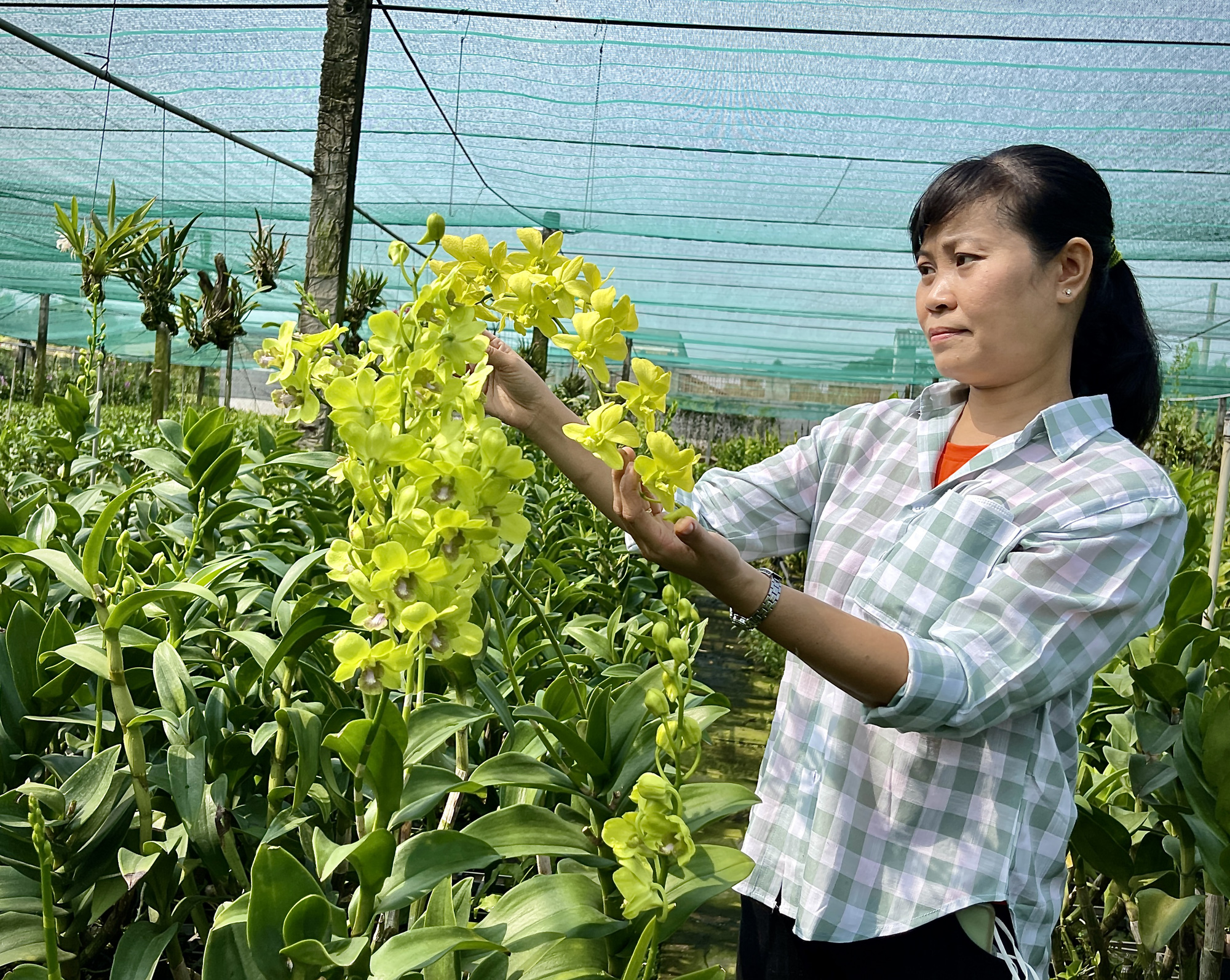 Ngỡ ngàng với khu vườn hái ra tiền ở Bình Chánh, TP HCM - Ảnh 4.