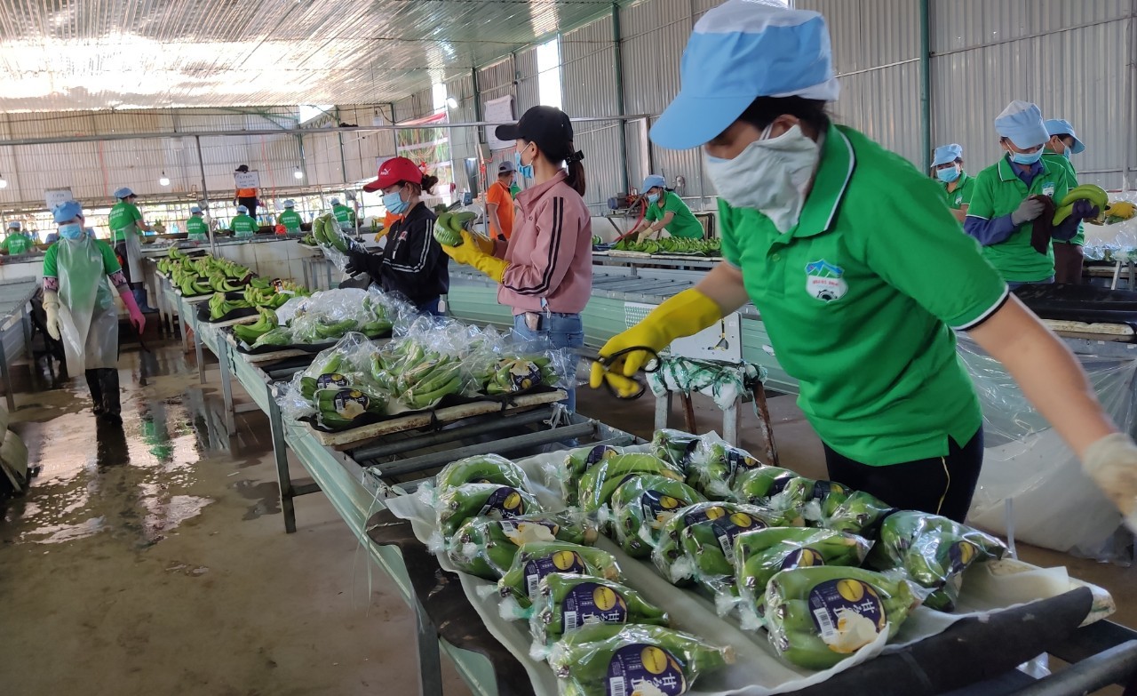 Xuất khẩu rau quả là một trong những ngành kinh doanh phát triển mạnh mẽ của đất nước, với chất lượng sản phẩm được đánh giá cao trên thị trường quốc tế. Hãy cùng chiêm ngưỡng hình ảnh xuất khẩu rau quả đầy màu sắc và tươi ngon để nhận ra giá trị của nông sản Việt Nam.