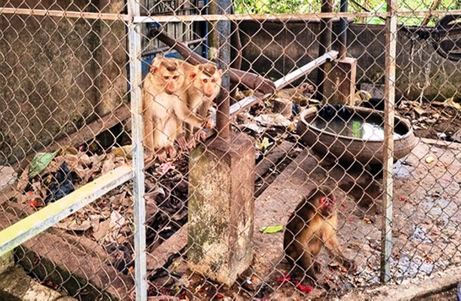 Bạn muốn tìm hiểu về cuộc sống của 4 con khỉ quý hiếm đang phóng sinh tại chùa? Hãy đọc bản tin trên trang web của báo và chiêm ngưỡng những bức ảnh đẹp nhất về cuộc sống của chúng trong môi trường tự nhiên!
