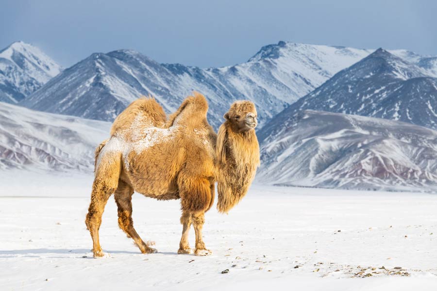 Thế giới khác ở Mông Cổ: quái thú cao 3 mét sống cùng 2 loài người tuyệt chủng - Ảnh 2.