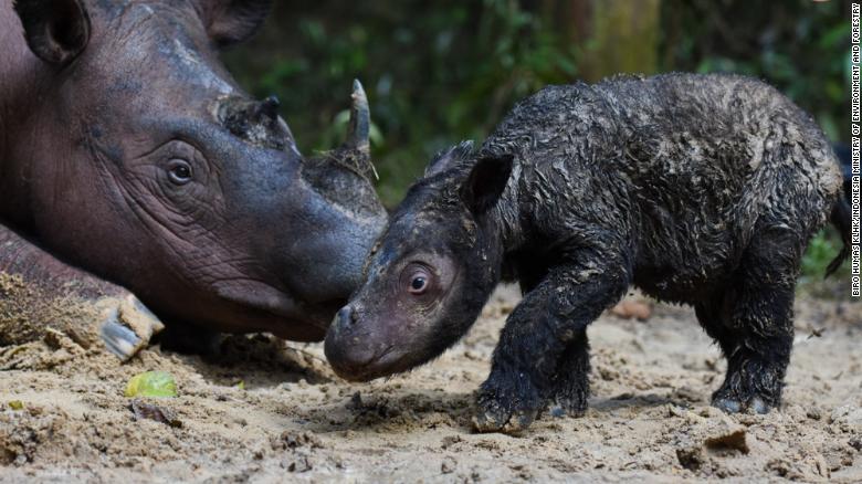 Tê giác Sumatra cực kỳ nguy cấp chào đời trong điều kiện nuôi nhốt - Ảnh 1.
