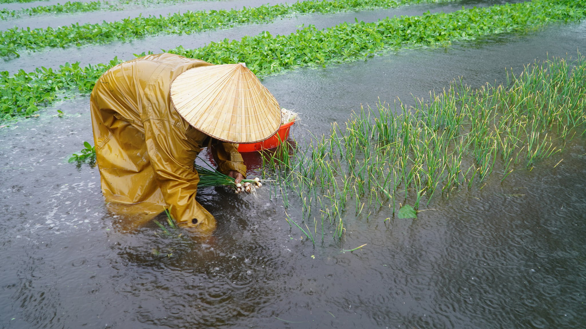 Mưa lớn bất thường gây thiệt hại nặng, nông dân Quảng Nam khóc ròng - Ảnh 5.