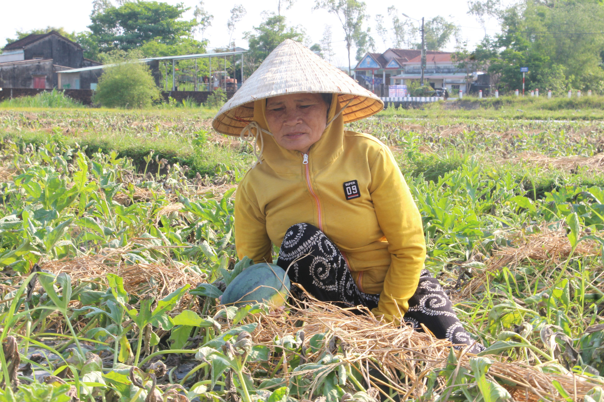 Cận cảnh hàng trăm ha dưa hấu hắc mỹ nhân chết khô, nông dân méo mặt - Ảnh 10.