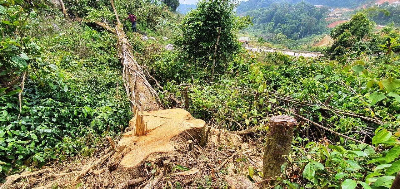 Điều tra vụ ngang nhiên phá rừng chiếm đất ở Lâm Đồng - Ảnh 1.