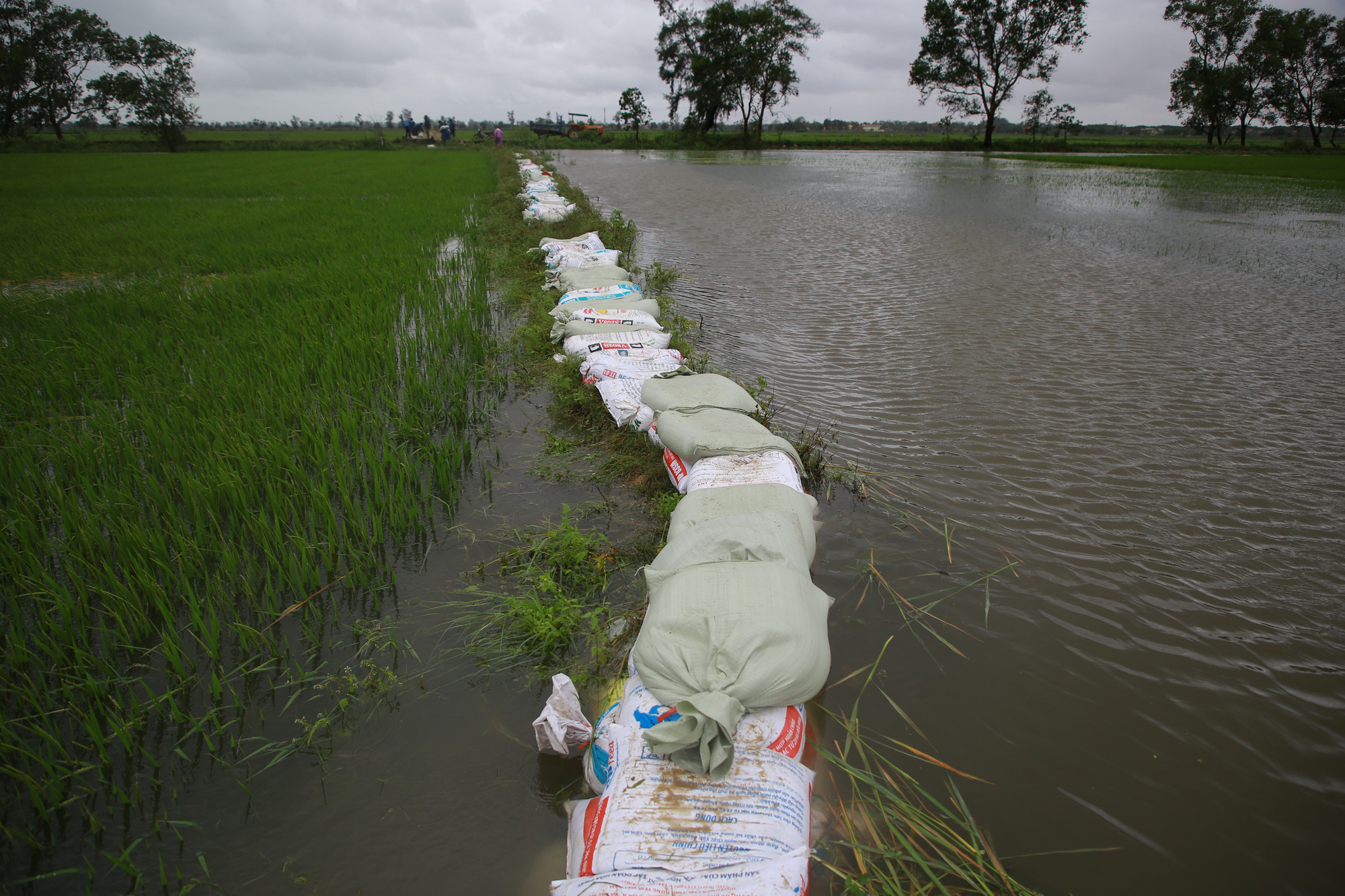 Người dân Quảng Trị chạy đua cứu hàng ngàn hecta lúa ngập úng - Ảnh 8.