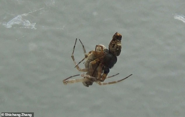 Ly kỳ chuyện nhện cái xơi tái nhện đực ngay sau khi ân ái - Ảnh 2.