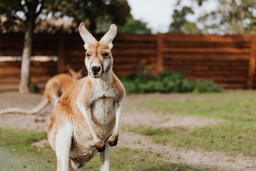 The woman was ambushed and beaten by kangaroos - Photo 2.