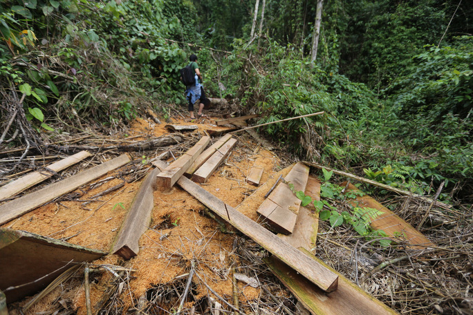 Yêu cầu Quảng Nam làm rõ vì sao rừng tự nhiên đột ngột giảm 2.850 ha - Ảnh 1.