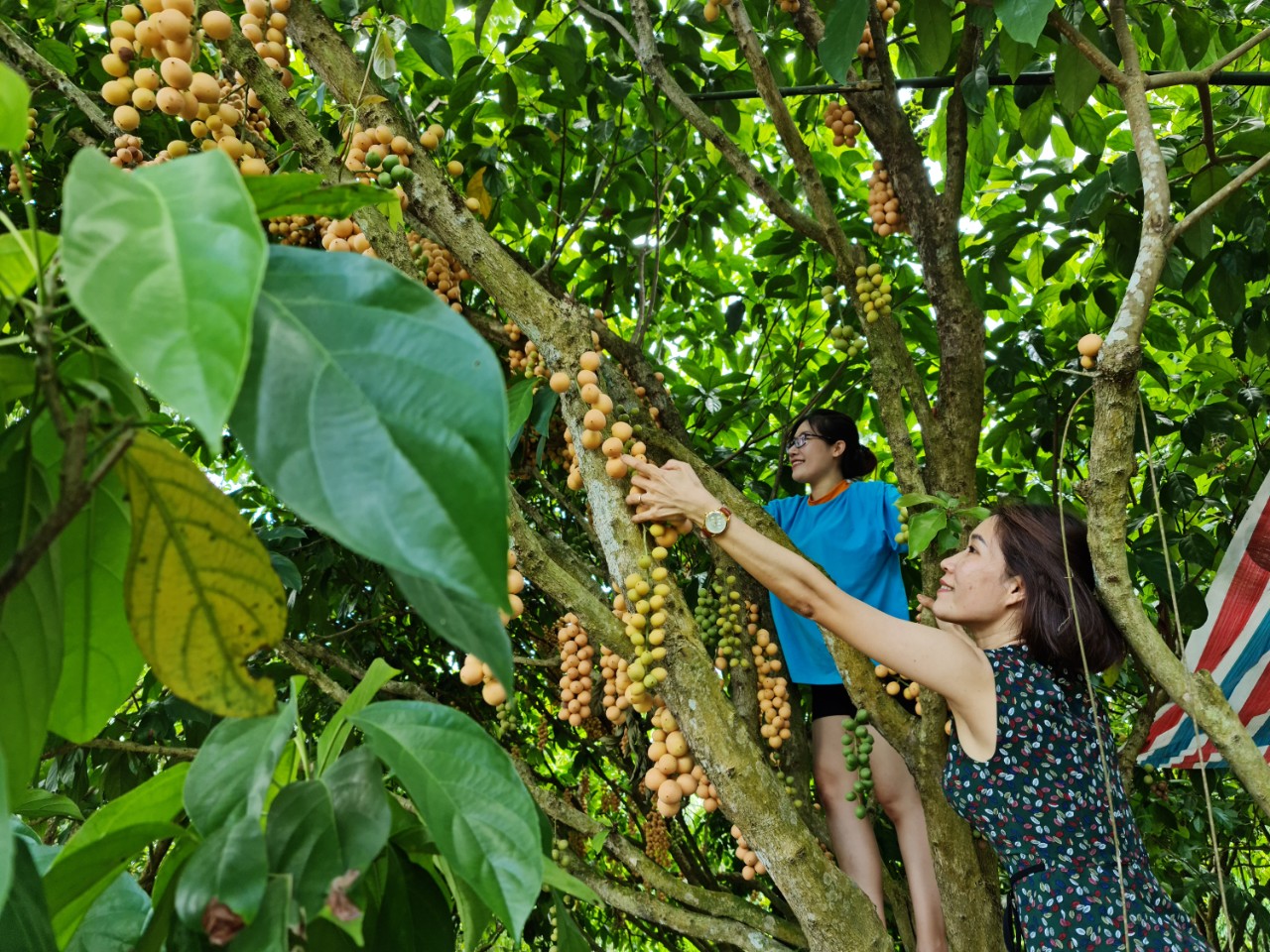 Trải nghiệm trèo cây hái dâu ở miền Tây - Ảnh 6.