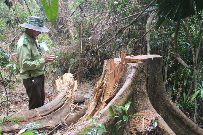 Quảng Nam đưa ra 5 lý do khiến 2.850 ha rừng tự nhiên biến mất trong 1 năm - Ảnh 3.