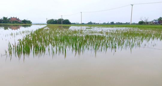 Dân Quảng Nam, Quảng Trị xót xa nhìn cảnh mưa lũ dị thường xóa đồng ruộng  - Ảnh 17.
