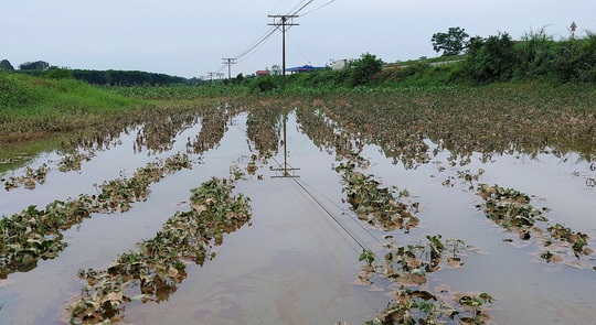 Dân Quảng Nam, Quảng Trị xót xa nhìn cảnh mưa lũ dị thường xóa đồng ruộng  - Ảnh 23.