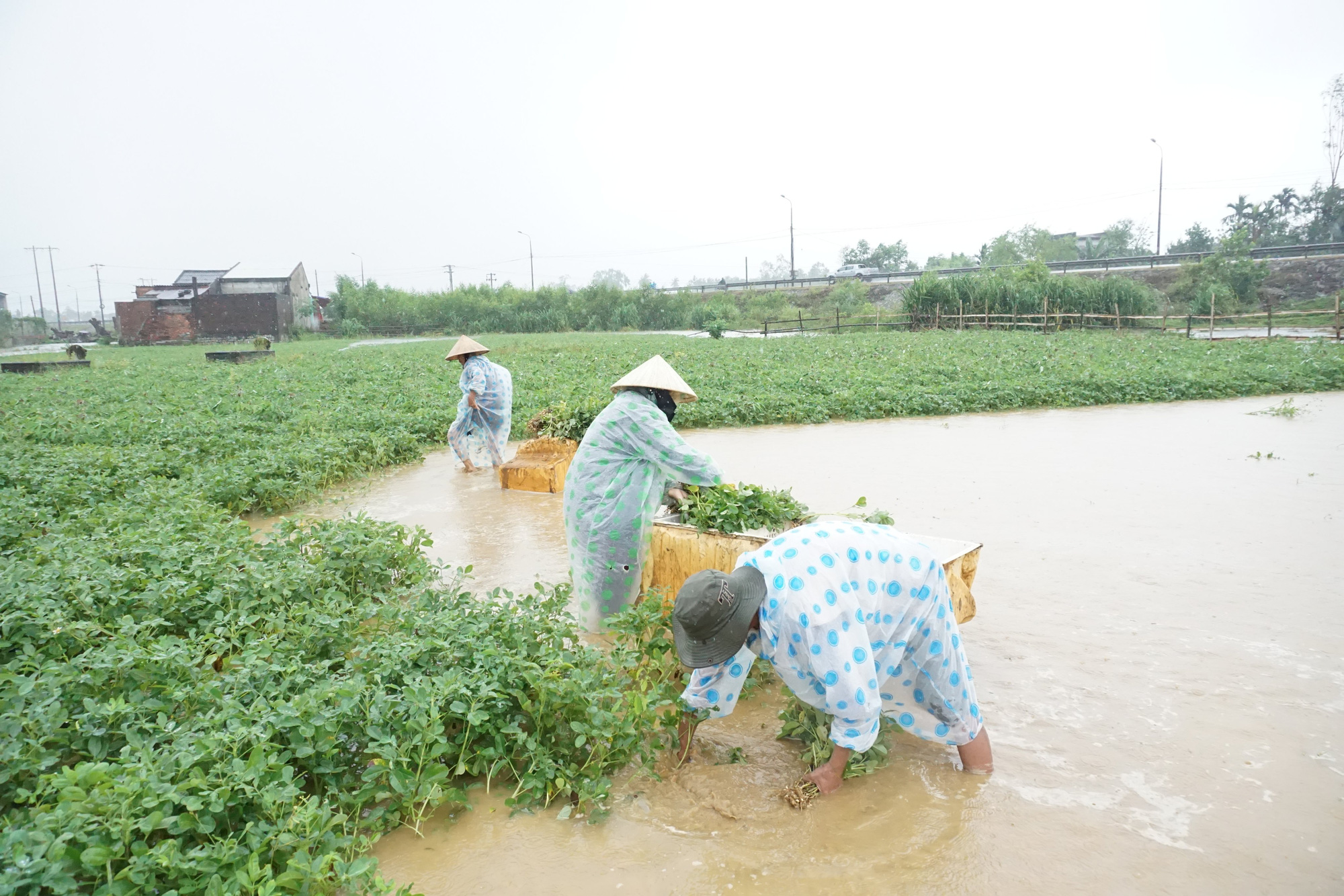 Dân Quảng Nam, Quảng Trị xót xa nhìn cảnh mưa lũ dị thường xóa đồng ruộng  - Ảnh 3.