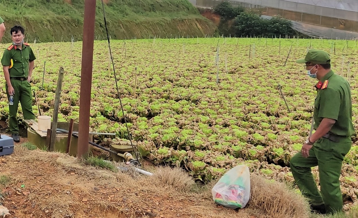 Xót xa vườn rau xà lách cô-rôn hàng trăm ngàn gốc nghi bị đầu độc chết cháy - Ảnh 5.