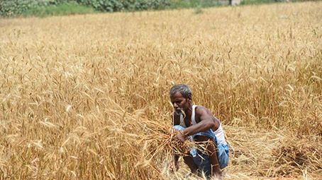 Nắng nóng đe dọa an ninh lương thực Ấn Độ - Ảnh 1.