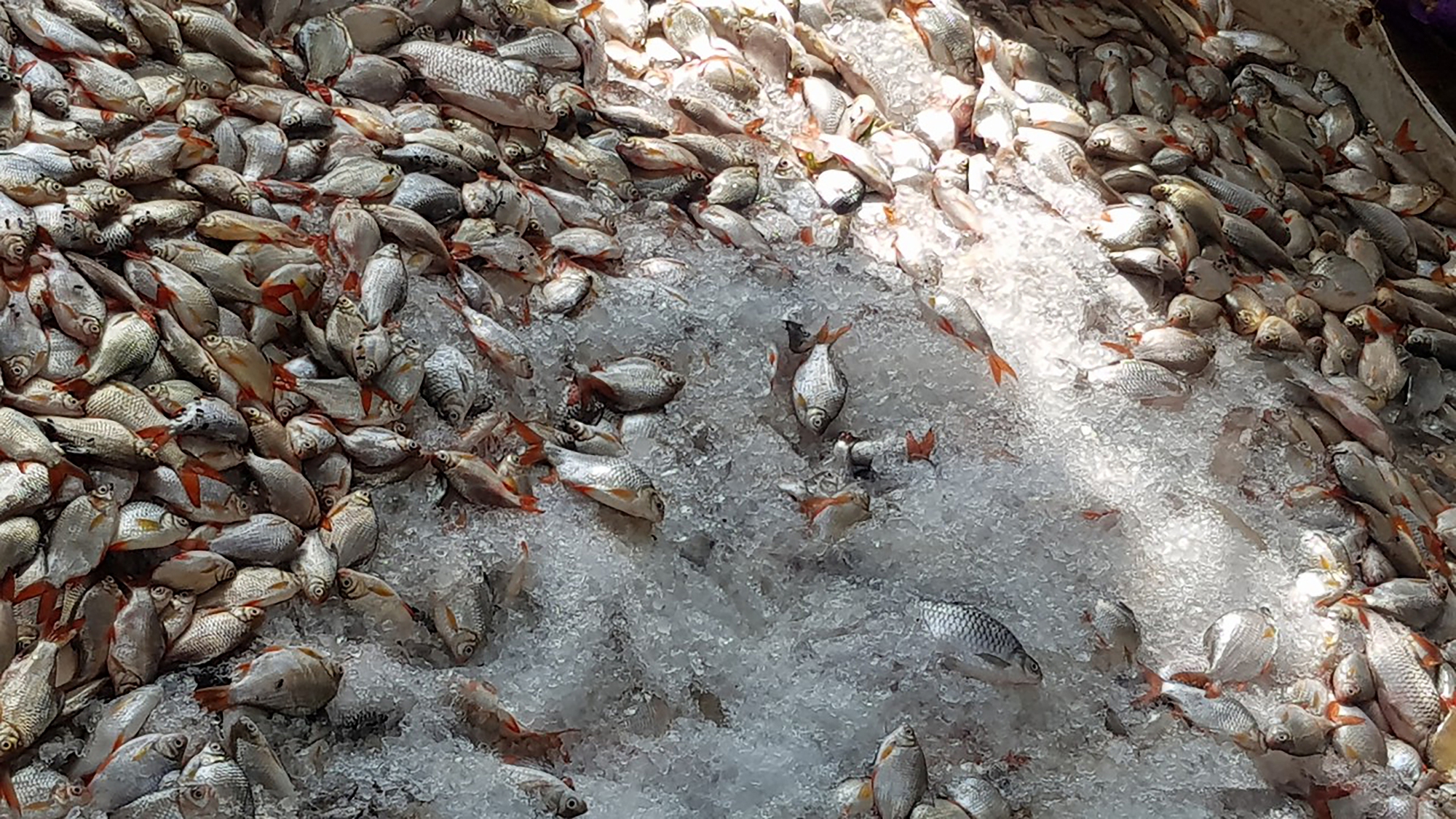 Khẩn trương tìm nguyên nhân cá chết hàng loạt ở Châu Đốc - Ảnh 1.