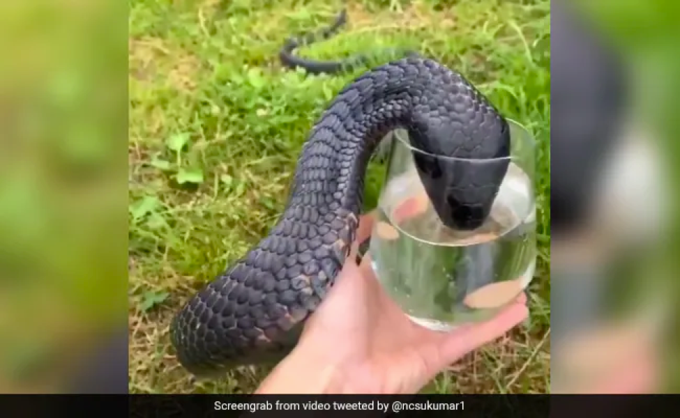 Shivering scene of a cobra drinking water from a glass - Photo 1.