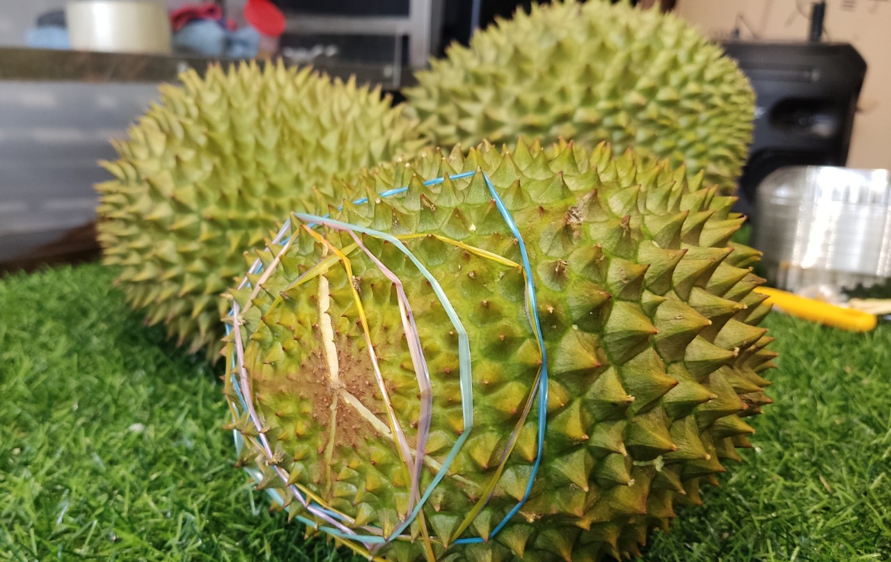 Choáng với giá sầu riêng Musang King trồng tại Việt Nam - Ảnh 3.