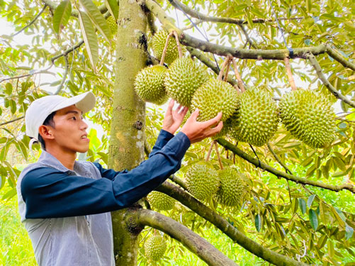 Cơ hội vàng cho nông sản - Ảnh 1.