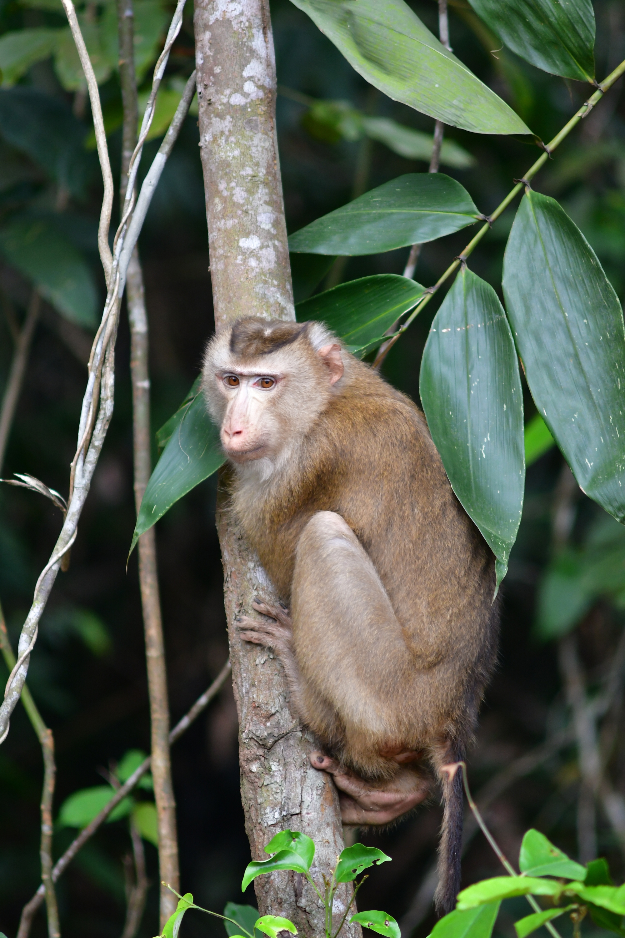 CLIP: Tái thả nhiều động vật hoang dã vào Vườn Di sản ASEAN - Ảnh 6.