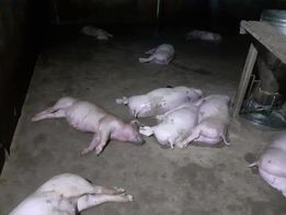 Sét đánh chết 12 con heo của một gia đình ở Hà Tĩnh - Ảnh 1.