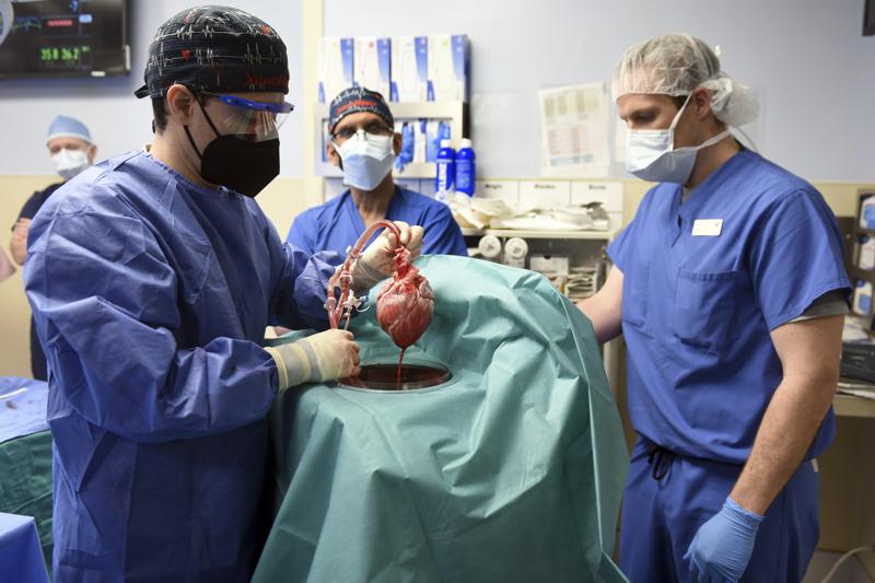 Mysterious virus is the culprit that kills the pig heart transplant recipient?  - Photo 1.