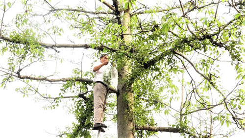 Tầm gửi hoa gạo - Dược liệu quý cần được phát triển - Ảnh 2.